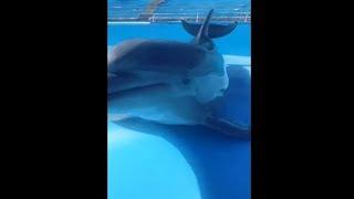 Happy Dolphin Adorably Squealing