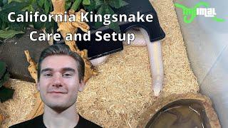 How to Care for and Setup California Kingsnakes