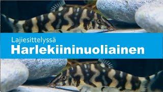 Harlekiininuoliainen, Botia kubotai -  Polka-Dot Loach