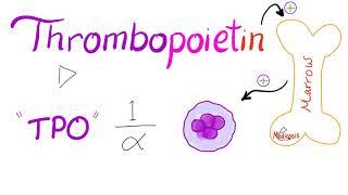 Thrombopoietin (TPO)