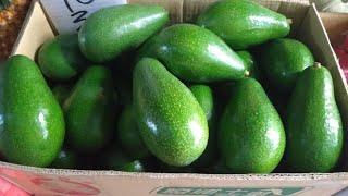 MANFAAT BUAH ALPUKAT UNTUK DIET || AVOCADO FOR A DIET