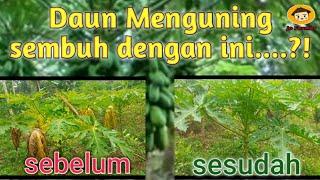 Daun Menguning Pepaya Calina Sembuh Dengan Ini......!!!