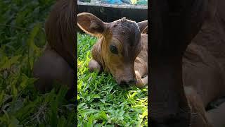 Cuteness Overload ️                           #youtubeshorts  #shorts  #shortvideo