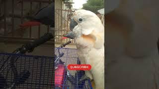 Moluccan Cockatoo #ytshorts #shorts #danishahmedvlogs