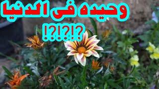 قصه_حقيقيه_غريبه_جددددددددددا ⁉️⁉️⁉️