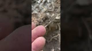 Pistol Bullet from the Civil War #ramdetecting #metaldetector #relic #metaldetecting #civilwar