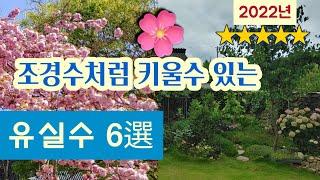 조경수처럼 키울수 있는 유실수 6선