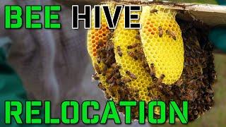 Beehive Rescue Mission: Relocating Struggling Colonies for Thriving Beekeeping