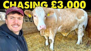 Beef Trade Keeps Rising | Can We Hit £3,000
