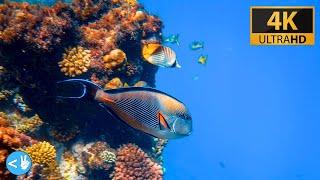 Explore the Beautiful Coral Gardens of French Polynesia!