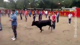 Toro entra a plaza llena de estudiantes y no los ataca