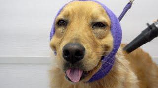 The happiest dog in the world smiles her entire groom