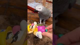 Training My Parrots 