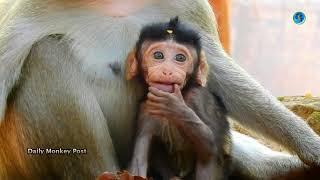 Cute Action Baby Monkey