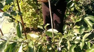 How to Prune Your Top Fruit Trees with Simon at Bents Garden & Home