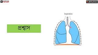 অধ্যায় ৫ - শ্বসন ও শ্বাসক্রিয়া - শ্বসন প্রক্রিয়া ও গ্যাসীয়  পরিবহন [HSC]