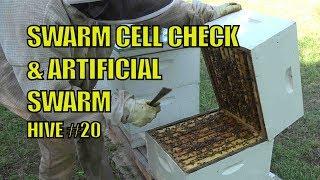 Beekeeping: How to Prevent a Swarm - Swarm Cell Check and Artificial Swarm #beekeeping