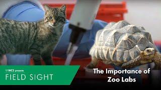 The Importance of Zoo Labs