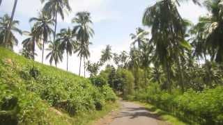 Coconut Trees Minahasa North Sulawesi