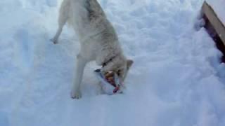 Tika in the snow - pt. 3