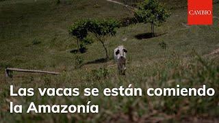 La expansión de la ganadería extensiva está impulsando la deforestación de la Amazonía