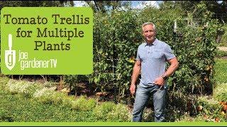 Easy and Strong Vertical Trellis for Multiple Tomato Plants