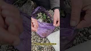 Новопавловск. рассада клубники .
