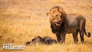 African Icons: Lions, Elephants, and Antelopes | Wildlife Icons 101+203