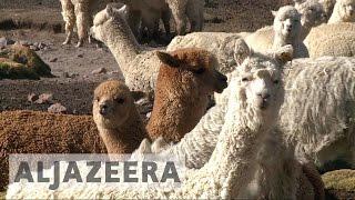 Inside Peru's Wool Production