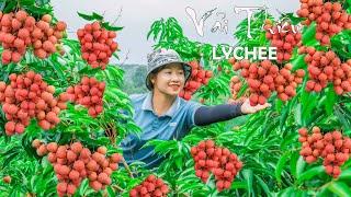 Lucia Harvesting Lychee Fruit  Goes To the Market To Sell | Lucia Daily Life