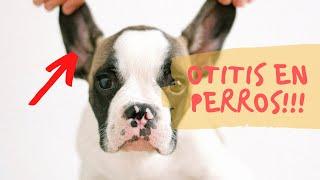 OTITIS EN PERROS - Síntomas y Tratamiento