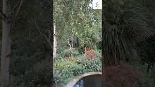 Natural beauty of Hyde Park  #enjoy #asmrsounds #nature #original #contentcreator