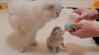 The kitten who would never give up milk to her daddy cat was too cute.