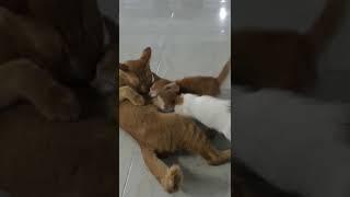 Rebutan mimik  Funny cats #kucing lucu #cat #kucing #kucinglovers #shorts