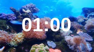 1 Minute Timer Relaxing Music Lofi Fish Background