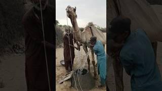 إفراغ مثانة الماء على الجمل