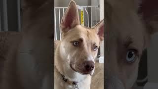 Thinking hard or hardly thinking?? #dog #dogs #husky #pitsky #cute #fyp #viral #iPhone #eyes #puppy