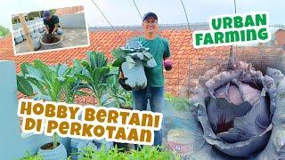 Bertani tanaman unik dilahan sempit perkotaan | Hobi Bertani | Urban Farming #temanhobby