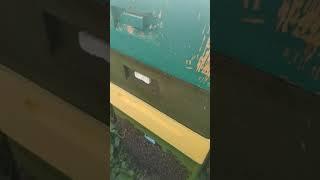 Мощь и Сила золотой пчелы Бакфаст медосбор #пчеловодство #shorts #мёд