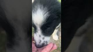 Winston. Miss him! #aussie #australianshepherd #dogs #puppy