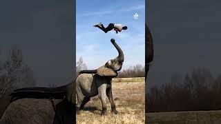 Elephant Launches Man Into Backflip | People Are Awesome #shorts