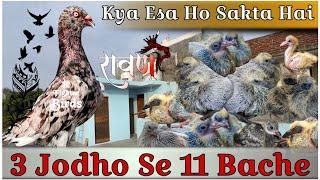 3 jodho Se 11 bache Nikal Diye Rawan Ke Bache Bhi Dekhlo aj | X Fighter Birds