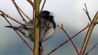 Dark-eyed Junco Singing (Oregon Junco)