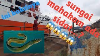 MANCING DI SUNGAI MAHAKAM part 2 | ADA SIDAT..?? BUKTINYA..!!!