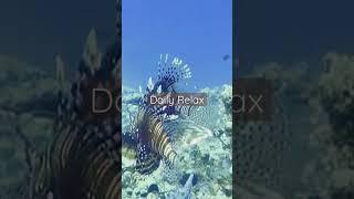 Daily Relax | Underwater Diving Sound #argamon #am #shorts