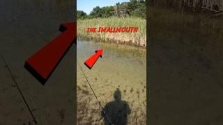 Sight Fishing Smallmouth 