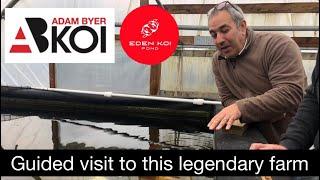 Is this the uk’s BEST koi farm? My purchases do the talking  Adam Byer koi farm tour.