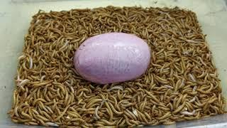 10.000 Superworms VS Bovine Testicles Timelapse - Mealworms Eating Cow Egg Satisfying