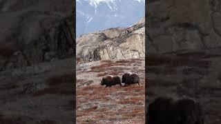 Scoresby Sund Greenland Ovibos | Musk Ox Sounds - Noises [Ovibos Moschatus] #shorts