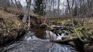 Форелевая рыбалка по  осенним рекам. Рыбалка в Ленинградской области. Ловля ручьевой форели.